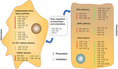 Frontiers | Roles Of MicroRNAs In Bone Destruction Of Rheumatoid Arthritis